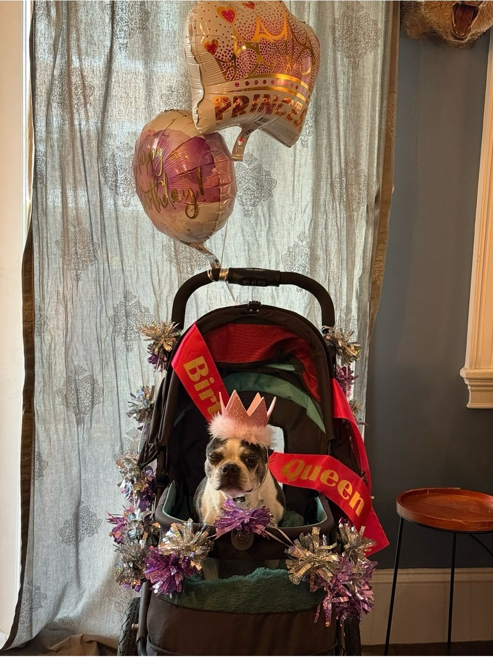 Izzy’s Best Days Ever!! - Picture 4 of 4